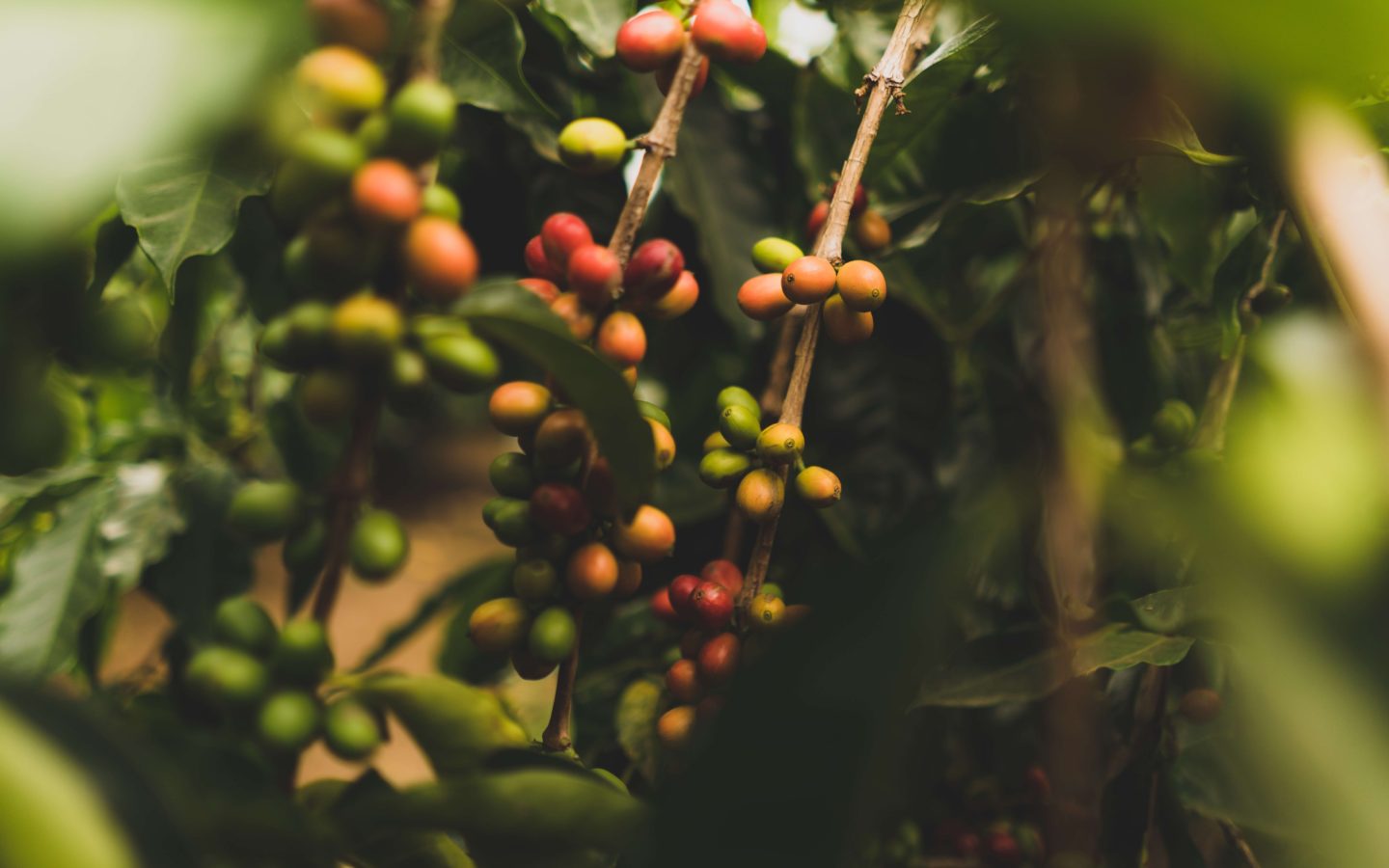 close up photo of red, yellow and green coffee beans on a coffee plant