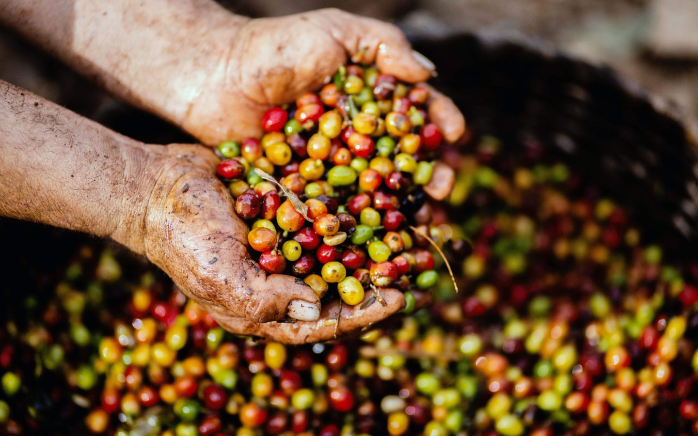 man holding red coffee beans in the palms of his hand