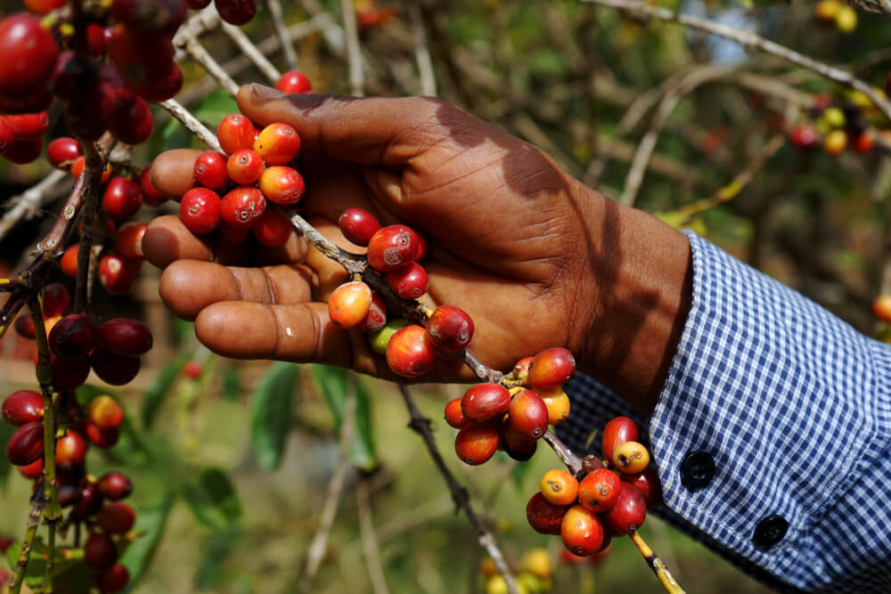 man picking red coffee beans off a coffee plant