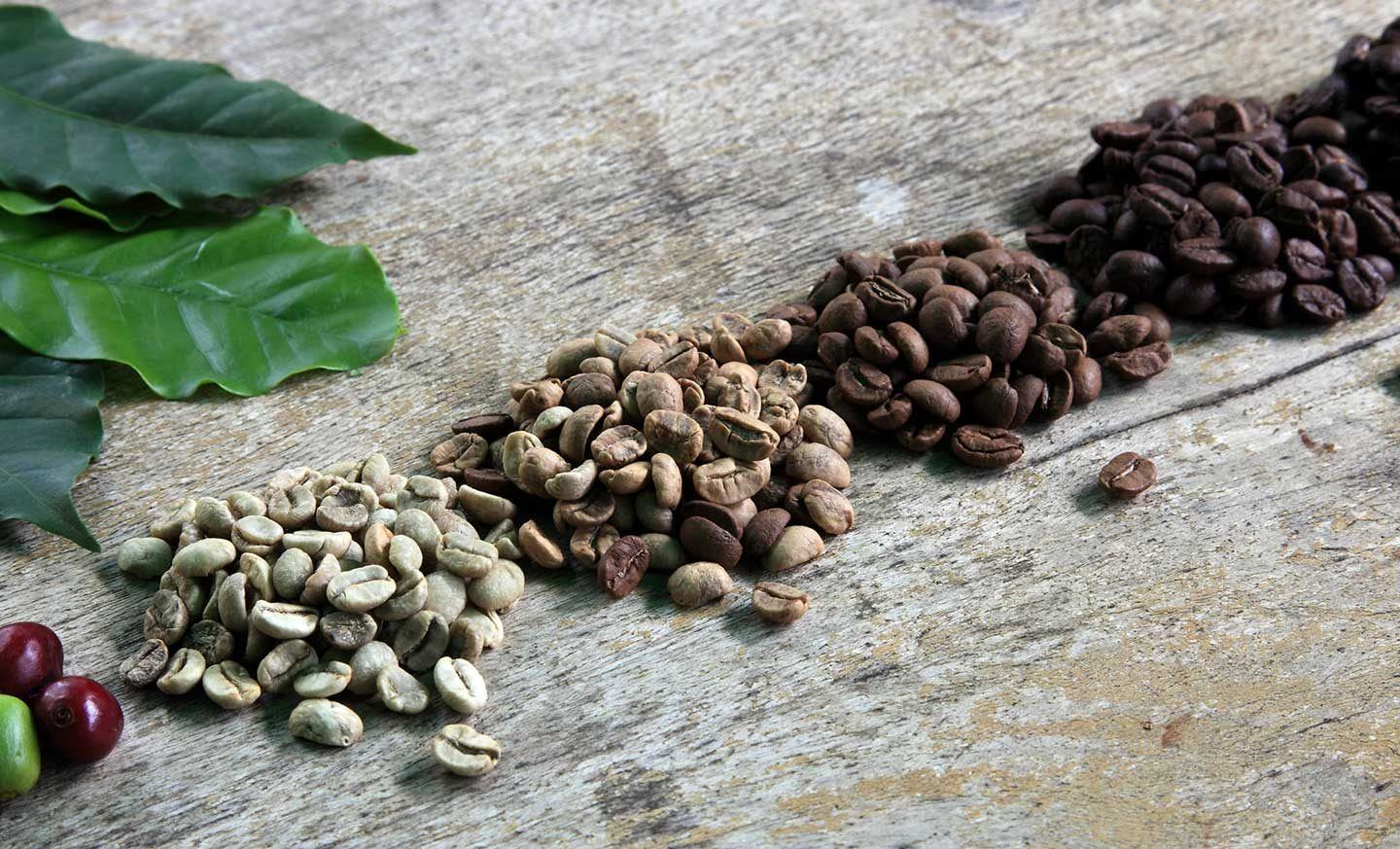 coffee beans laid out in a row representing different stages of their cycle