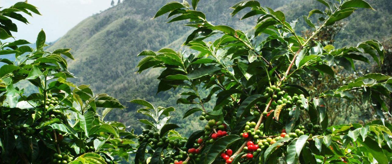 green coffee bean plant with red coloured berries