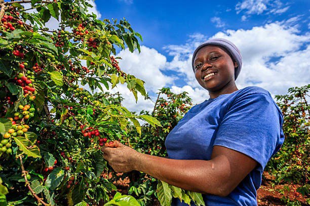 woman in blue shirt harvesting coffee beans off a coffee plant