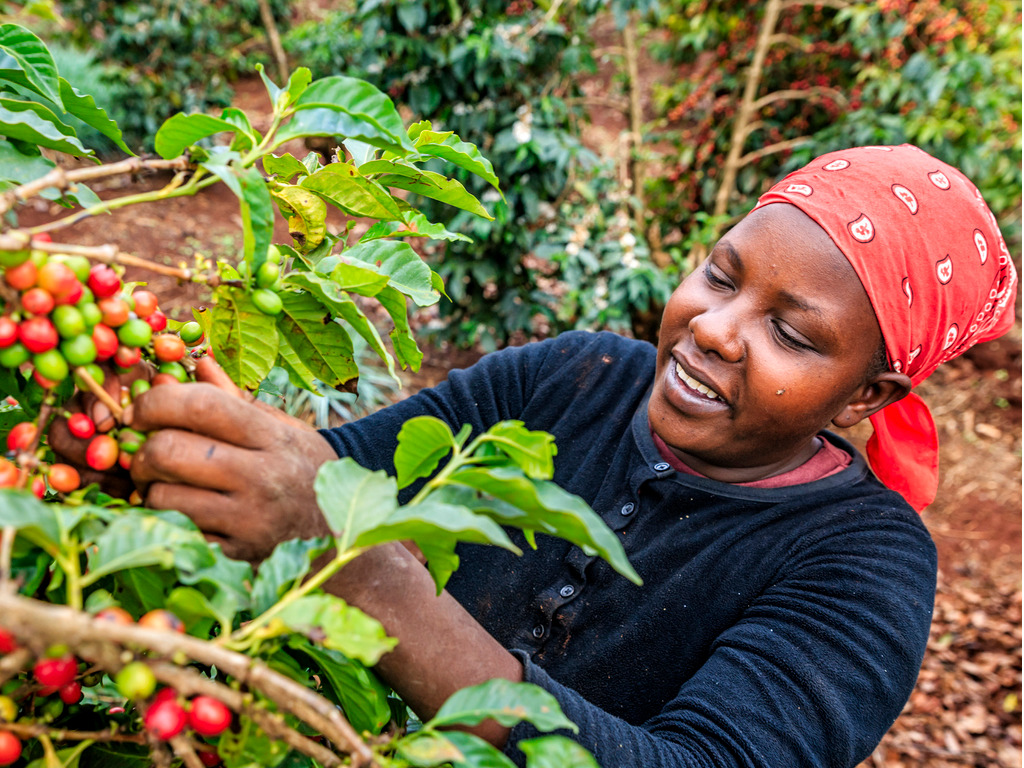 woman in red bandana harvesting coffee beans of a coffee plant